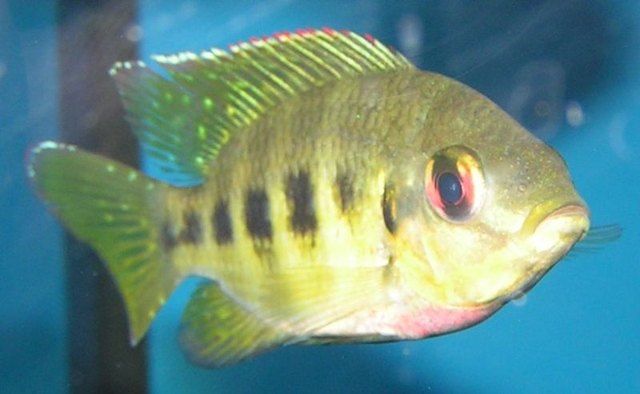 Tilapia hotsell tropical fish