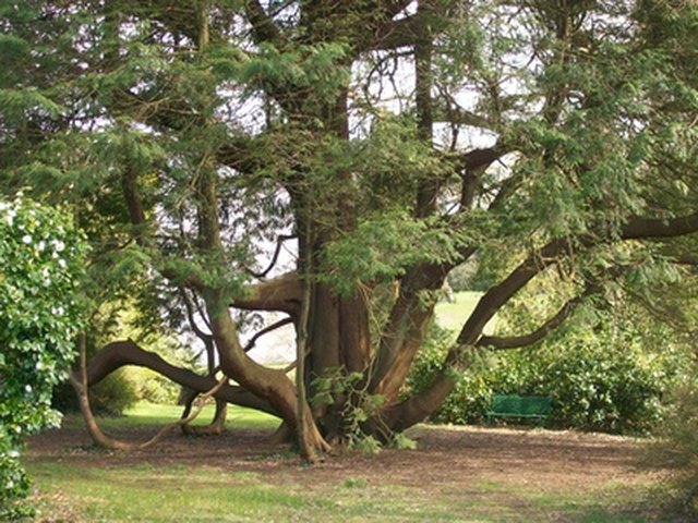 cedar tree landscaping