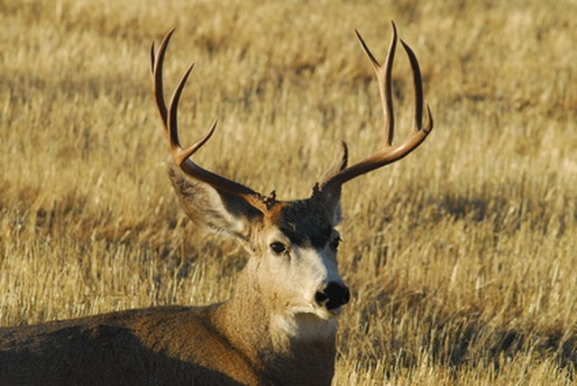 DIY Guide to Scoring Antlers