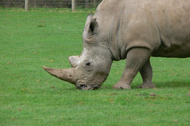 What Kinds of Plants Do Rhinos Eat? | eHow