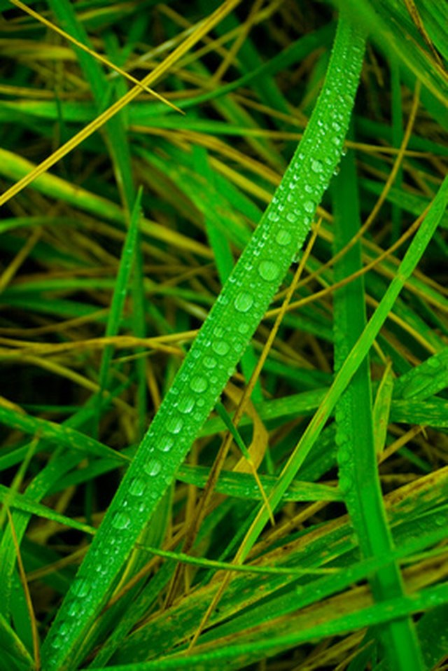 how-much-area-will-one-pound-of-grass-seed-cover-ehow