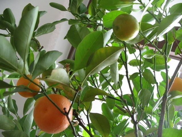dwarf valencia orange tree