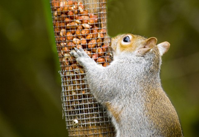 How to Squirrel Proof a Bird Feeder With PVC Pipe | ehow