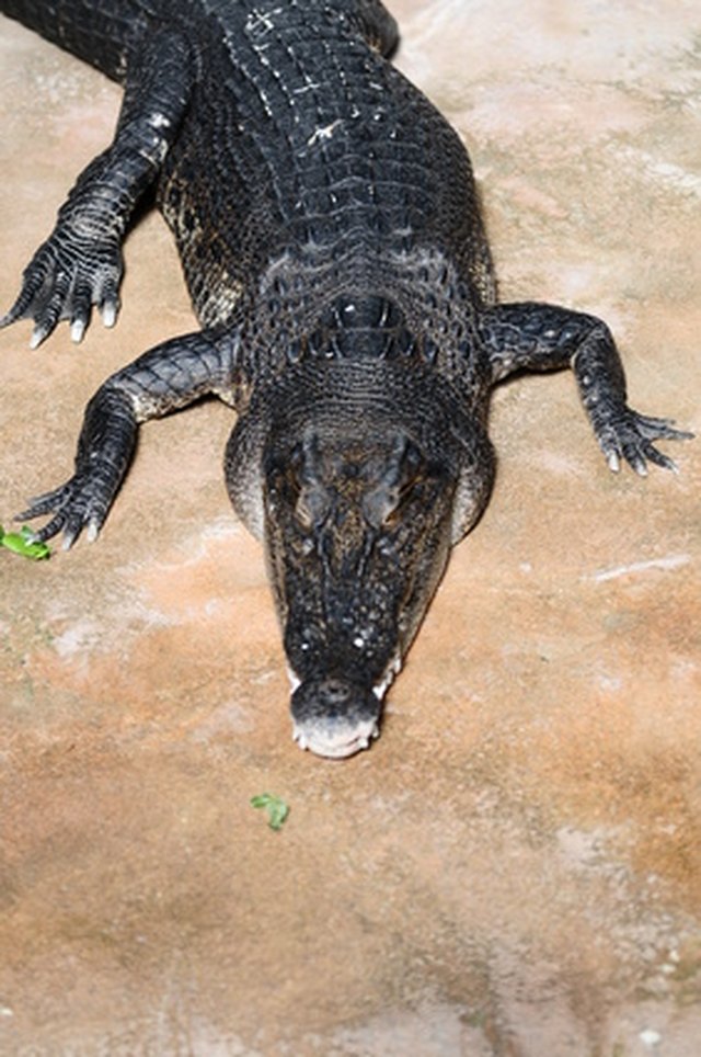 Cool Crocodile Vector Illustration Stock Vector Image  Art  Alamy