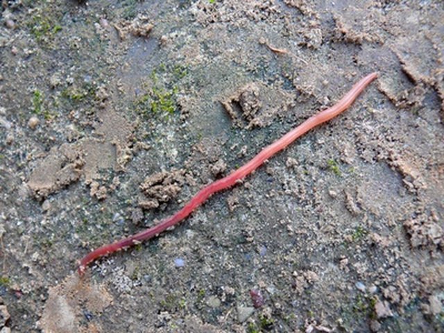 angst Pointer kontrol Information on Red Wiggler Worms | ehow