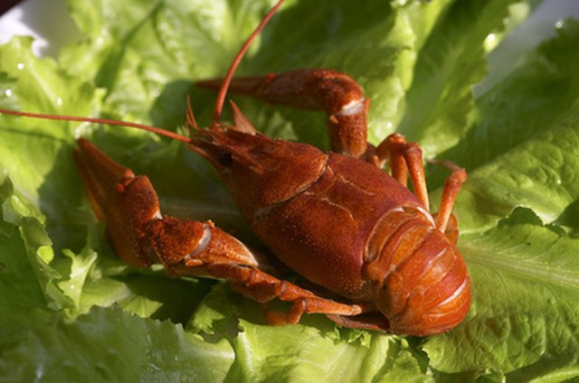 live crawfish in water