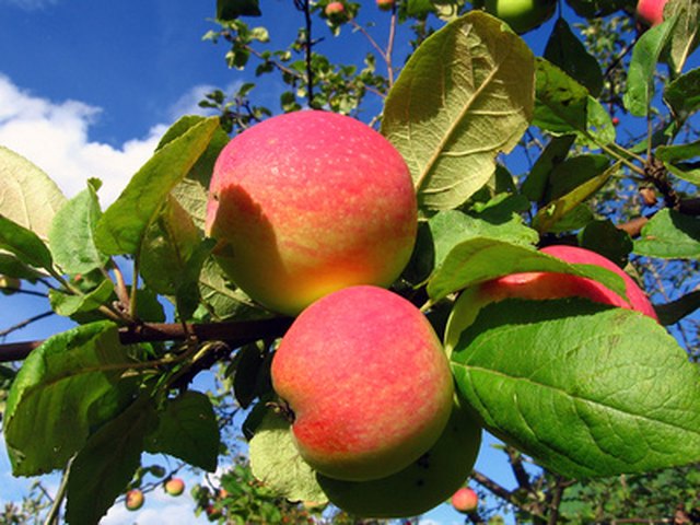 Imperial Gala Apple Tree