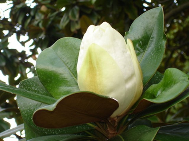 when do magnolia trees bloom in missouri