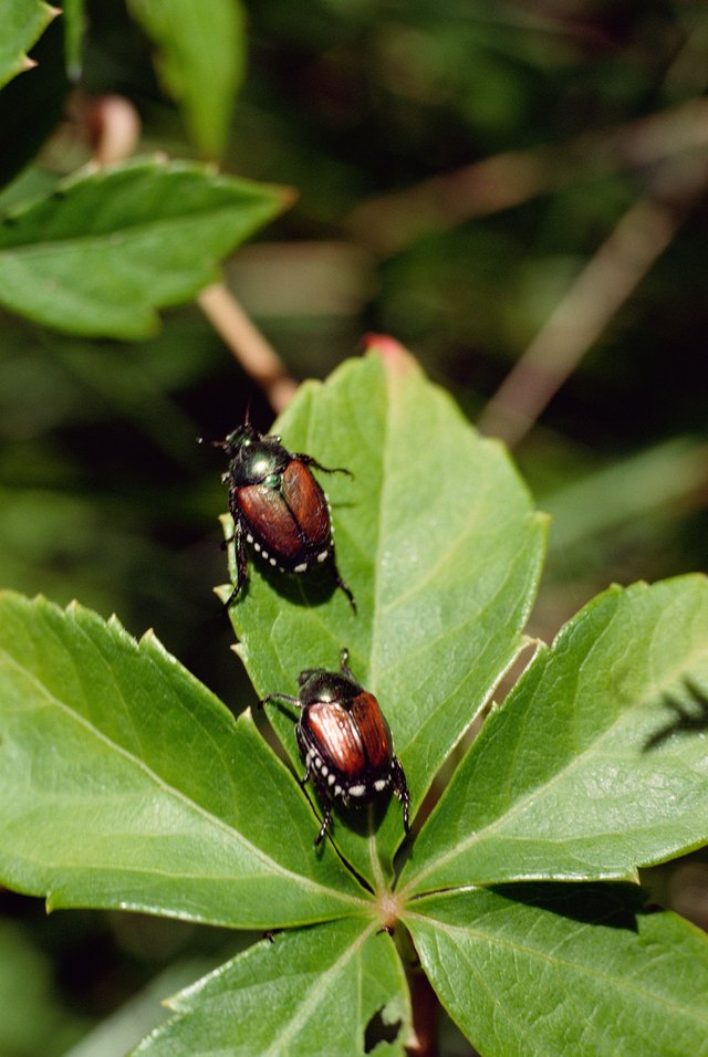 beetles on birch trees