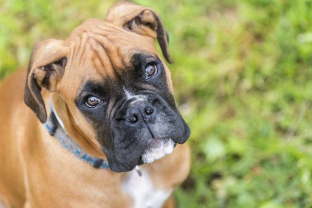 American Boxer Dogs Vs. German Boxer Dogs (with Pictures) | eHow