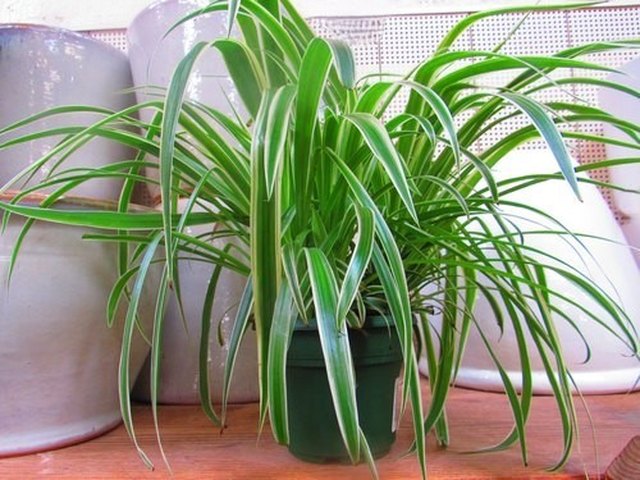 Spider Plant Care, Types, and Propagation | ehow