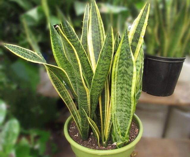 Houseplant Help: Snake Plant (Dracaena trifasciata)
