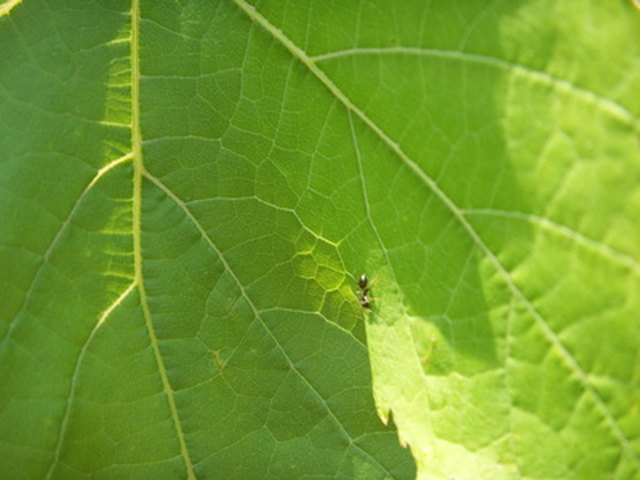 Will Ants Harm A Zucchini Plant EHow   Fotolia 942991 XS 