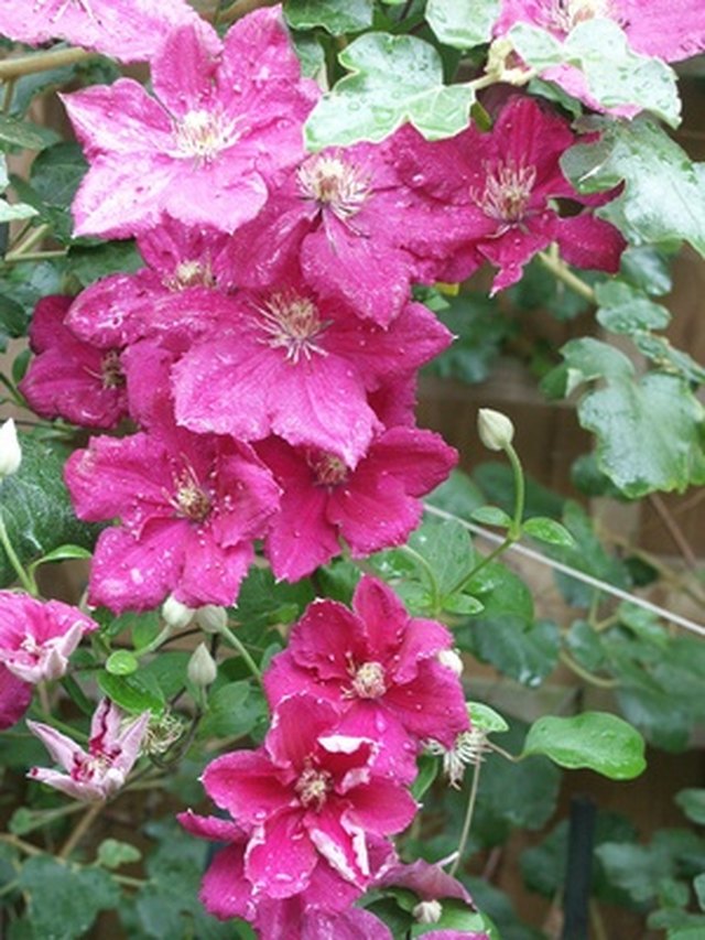 Why Do My Clematis Leaves Turn Brown? ehow