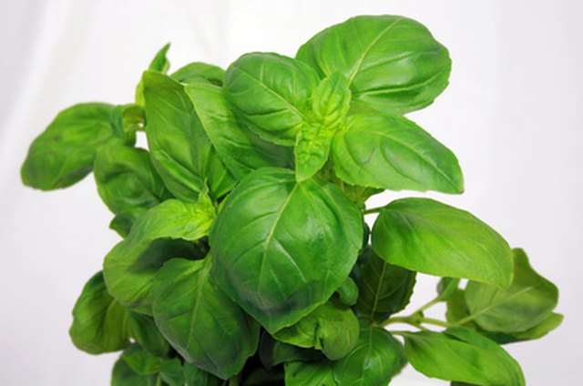 How to Harvest Basil Plants ehow