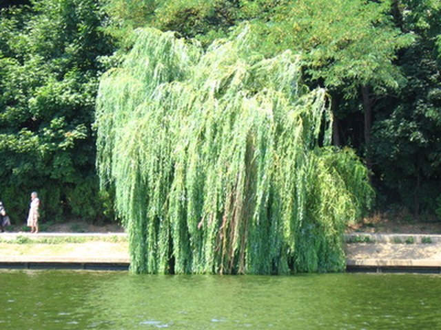 Everything You Need to Know About Weeping Willow Trees in Florida