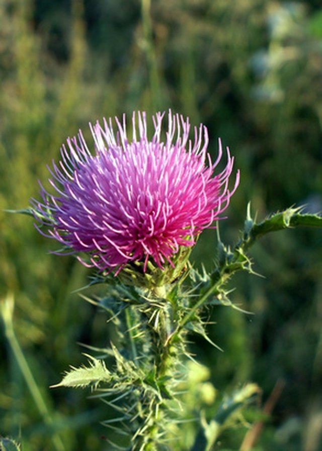 Milk Thistle Supplement