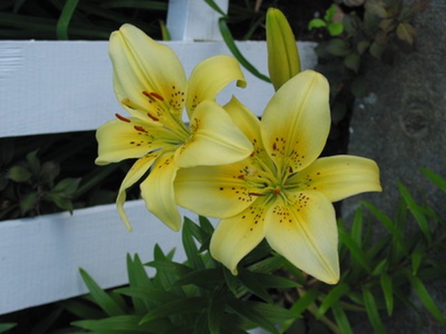 How To Care For Outdoor Lily Plants