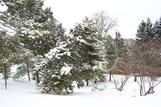 How Do I Winterize Thuja Green Giants? 