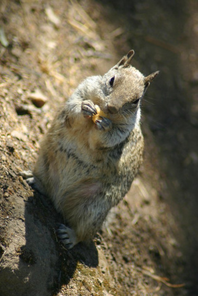 How to Get Rid of New Mexico Ground Squirrels