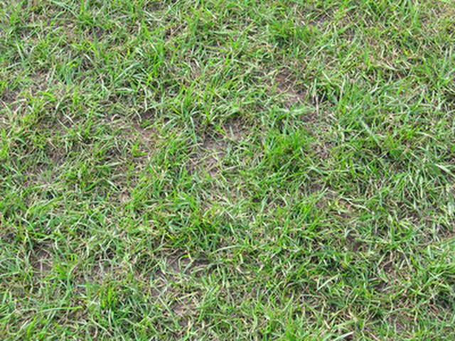 How to Plant Bermuda Grass Seed in Georgia?