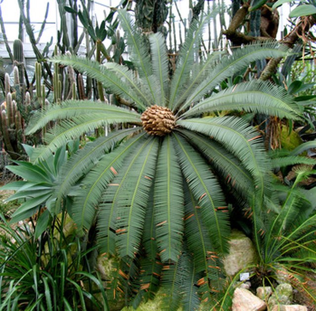 Garden Q&A: White spots on sago palm are scale insects -- and they can kill  the plant