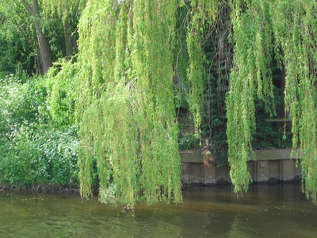 Golden Weeping Willow - North American Insects & Spiders