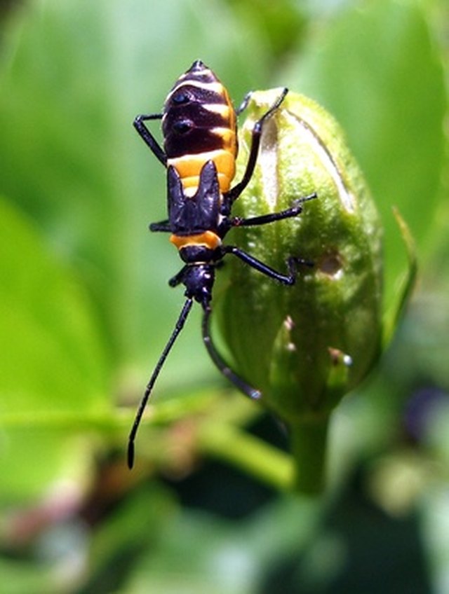 Effects of Asian Long Horned Beetles on Humans | ehow