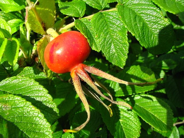 How to start roses from seed using rose hips in autumn 
