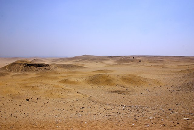 Plants in Egypt's Desert | ehow