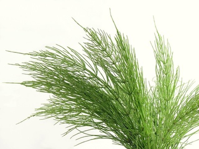 How to Grow and Care for Horsetail