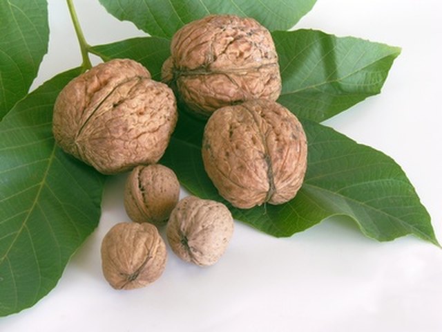 walnut tree types