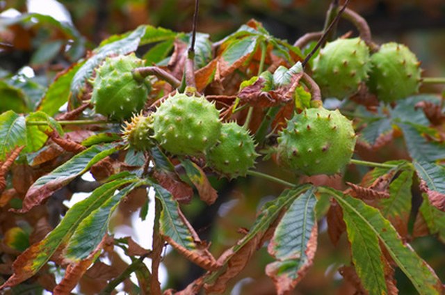 chestnut leaf identification