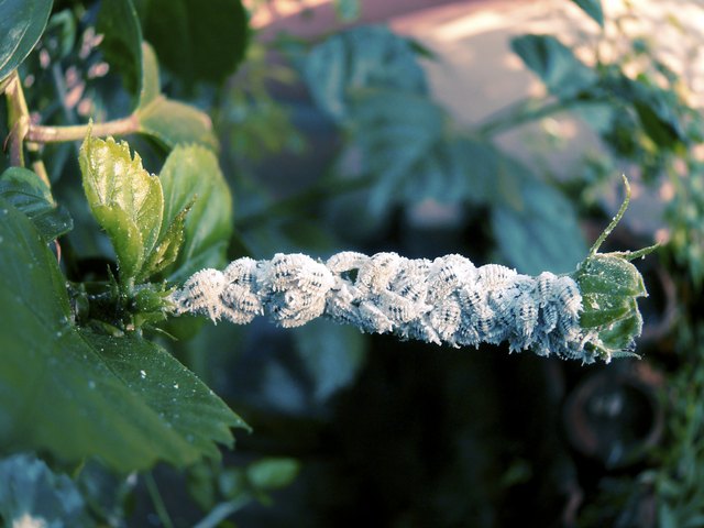 What Is The White Stuff On Citrus Trees