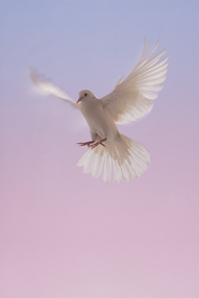 White dove in flight