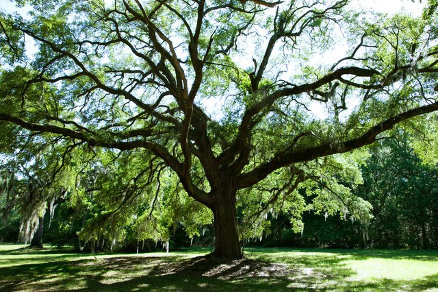 what-trees-are-safe-to-plant-near-a-drain-field-ehow