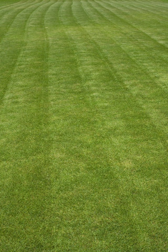 green grass