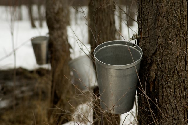 Maple sugaring in New England