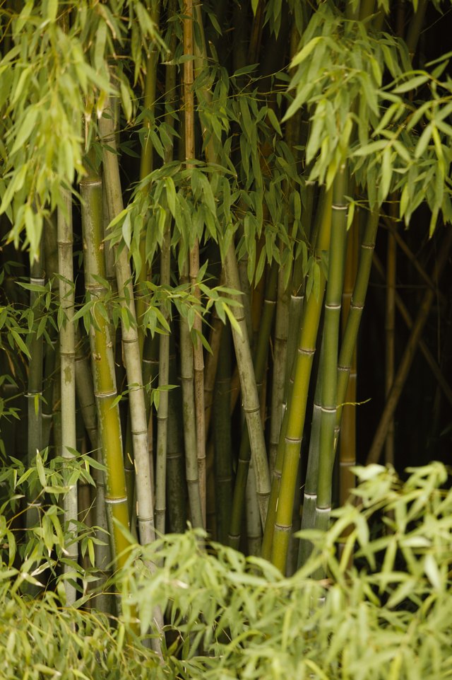 What Is the Difference Between Cane & Bamboo?