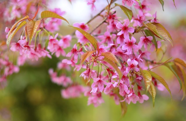 Full Bloom Cherry Blossom