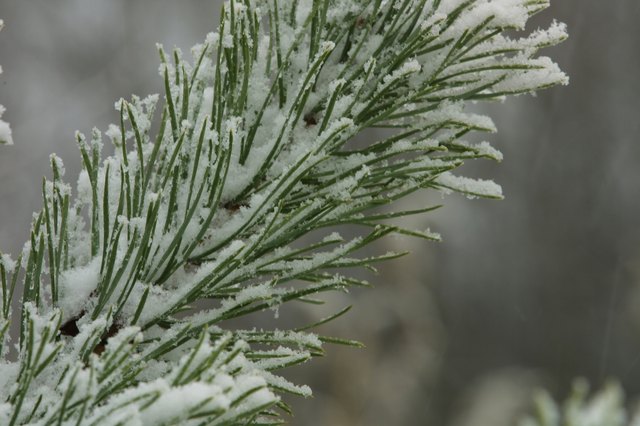 How to Make Pine Needle Pillows | ehow