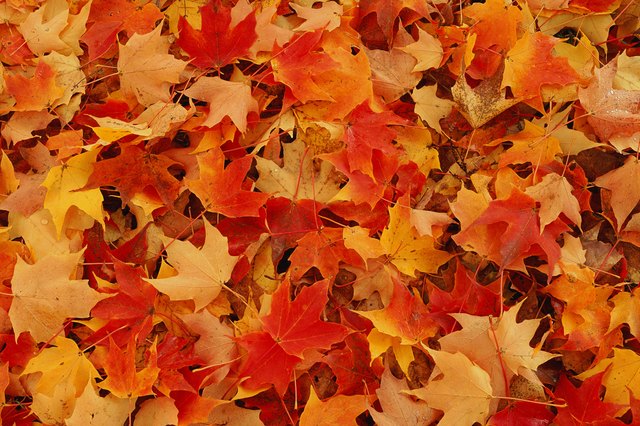 How to Shred Leaves Without a Shredder | ehow