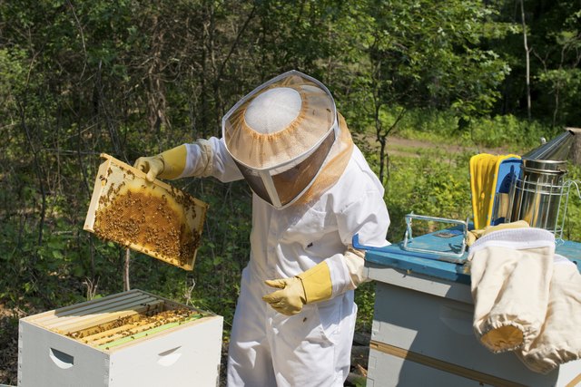 Inspecting Beehives