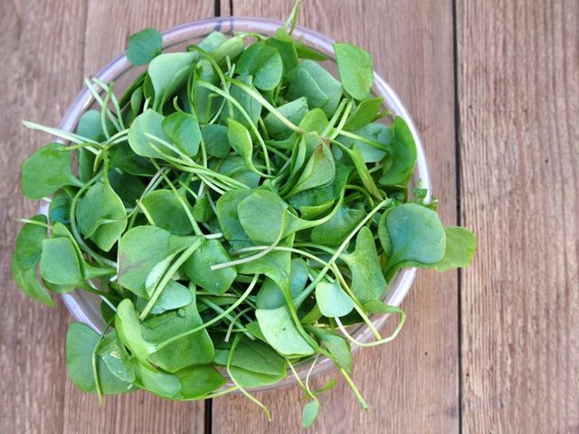 Fresh watercress ready for salad preparation