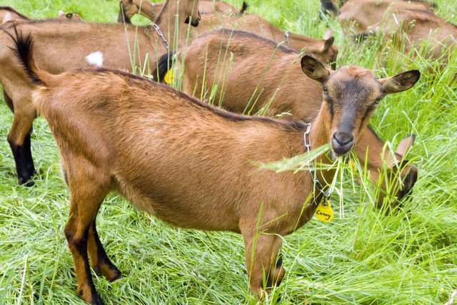 Pros & Cons of Using Goats As Lawn Mowers | ehow