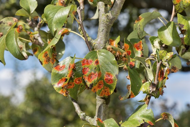 Puccinia Life Cycle ehow