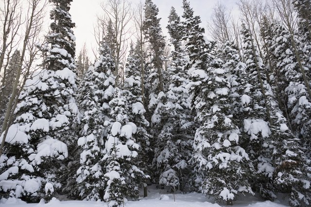 A Long Winter's Nap: How Deciduous and Evergreen Trees Survive the Winter -  Premier Tree Solutions