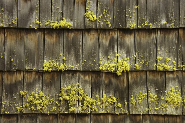 What Are the Dangers of Moss on Your Roof? | eHow