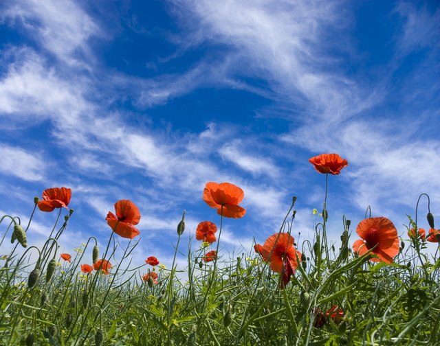 Why Are Red Poppies Worn on Veterans Day? | ehow