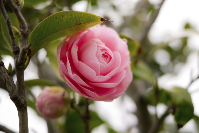 How To Propagate Camellias 